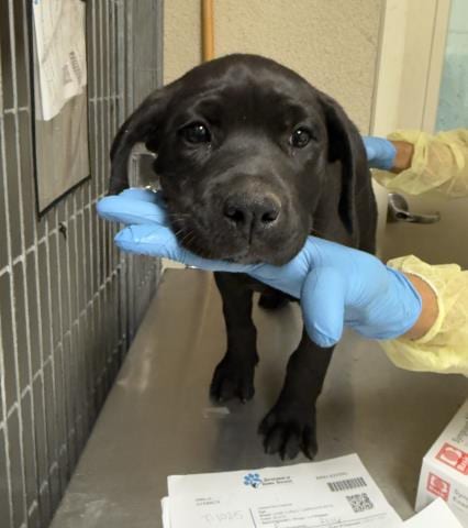 Photo of Connie, adoptable Cane Corso Mastiff in Riverside, California