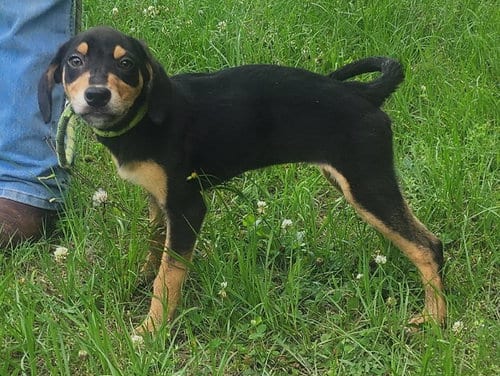 Photo of Mulan, adoptable Labrador Retriever in Wetumpka, Alabama