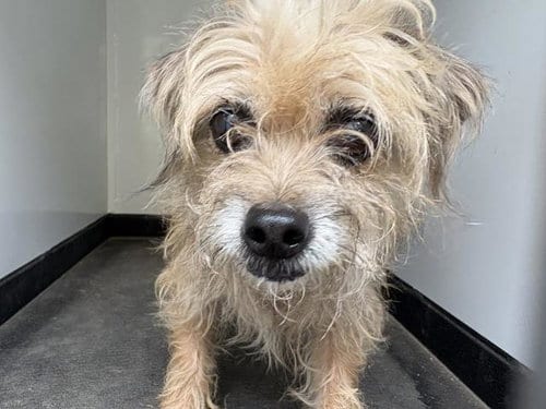Photo of Augie, adoptable Cairn Terrier in Visalia, California