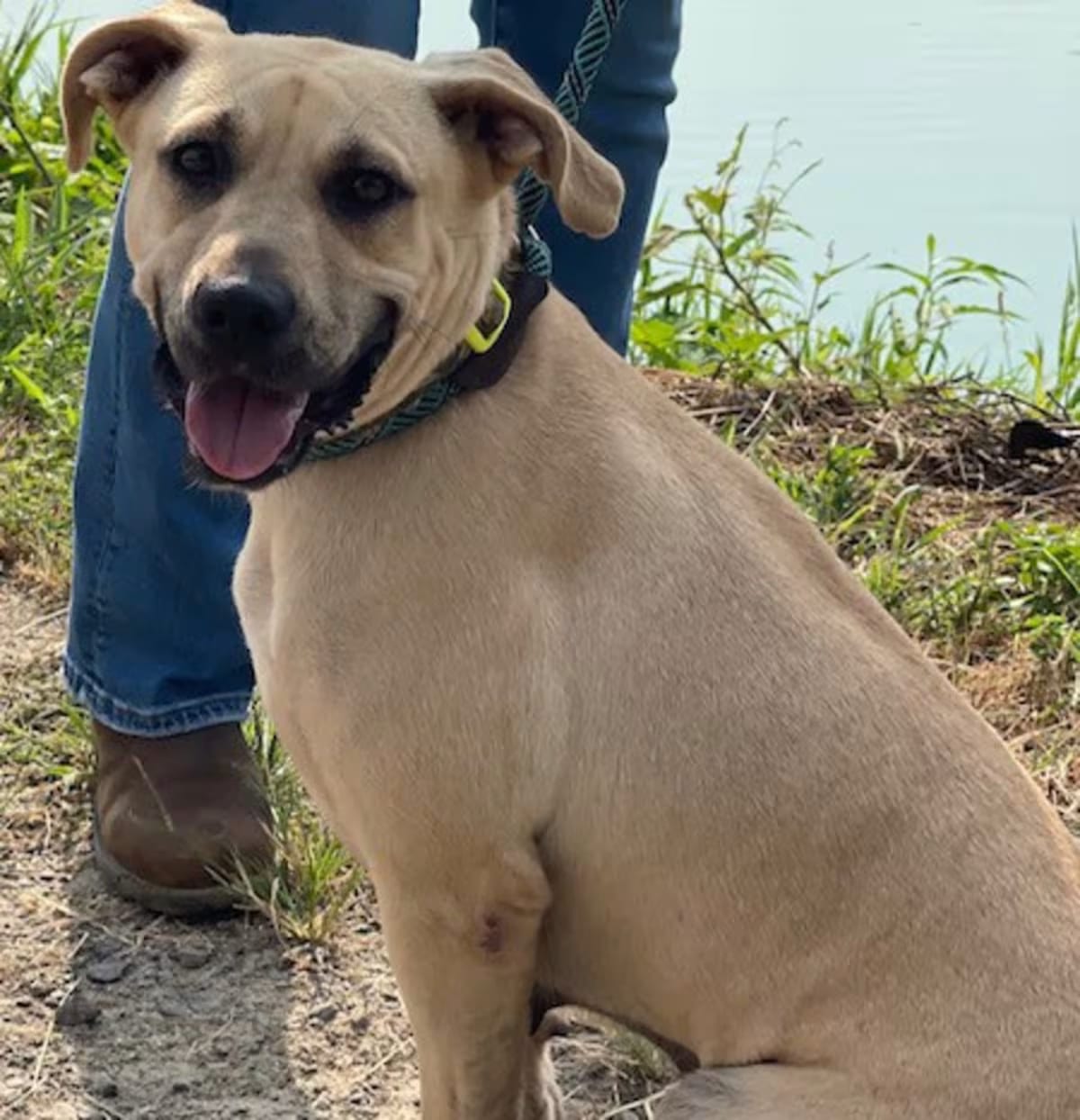 Photo of Roseanne, adoptable Black Mouth Cur in Kensett, Arkansas