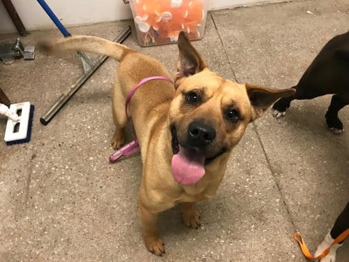 Photo of Carson, adoptable Chow Chow in Lawrence, Kansas