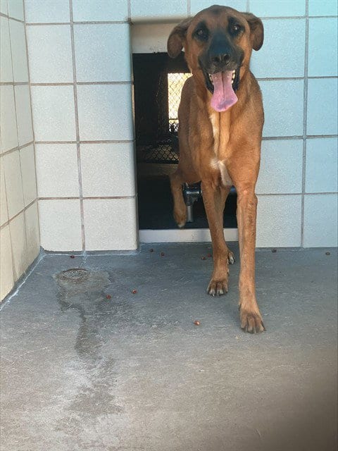 Photo of Digger, adoptable German Shepherd Dog in Corpus Christi, Texas