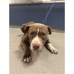 Photo of Dante, adoptable American Bulldog in Doral, Florida