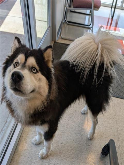 Photo of A220490, adoptable Alaskan Malamute in Plano, Texas