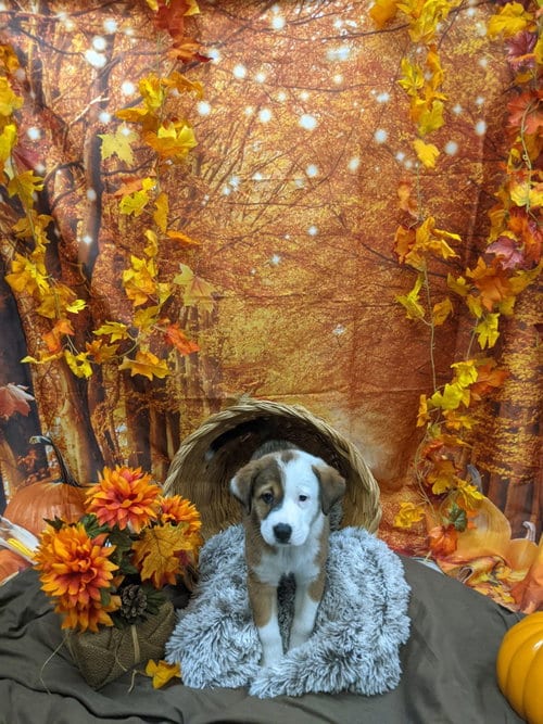 Photo of Rosebud, adoptable Shepherd in Bryant, Arkansas