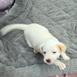 Photo of Casper, adoptable Husky Labrador Retriever in Frederick, Maryland