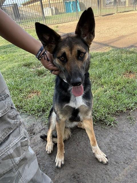 Photo of Princess, adoptable German Shepherd Dog in Riverside, California