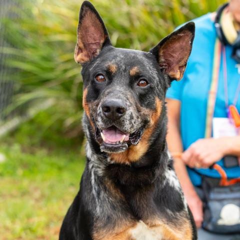 Photo of Tarek, adoptable German Shepherd Dog in Camarillo, California