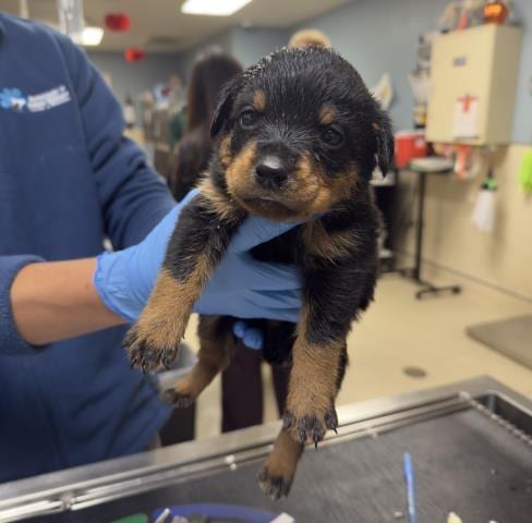 Photo of Fanta, adoptable Doberman Pinscher in Riverside, California