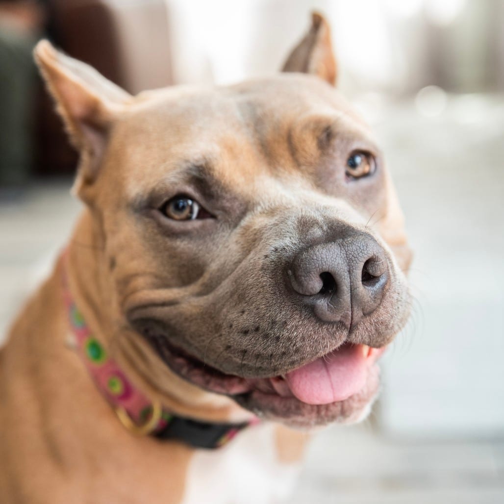Photo of Liora, adoptable Terrier, American Pit Bull in York, Pennsylvania