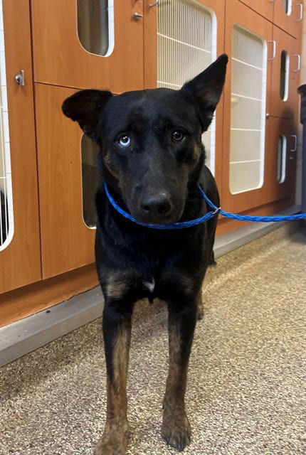 Photo of Eclipse, adoptable German Shepherd Dog in Thousand Palms, California