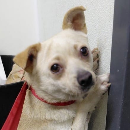 Photo of Cecilia, adoptable Chihuahua / Mixed Breed (Medium) in San Francisco, California