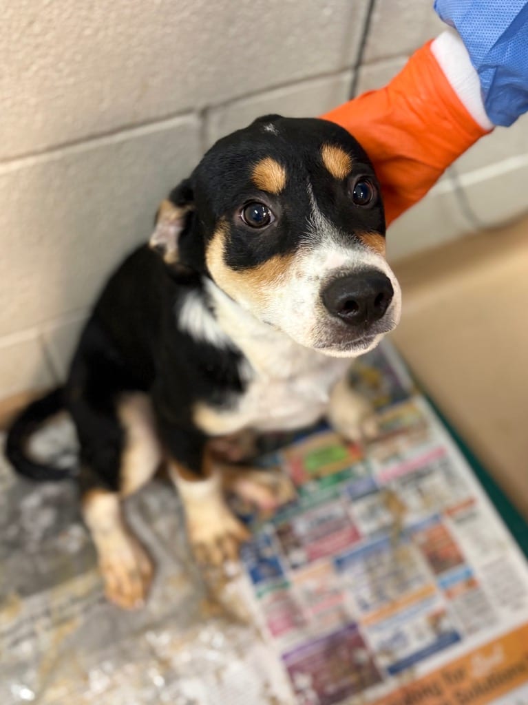 Photo of Sourdough, adoptable Affenpinscher in Nacogdoches, Texas