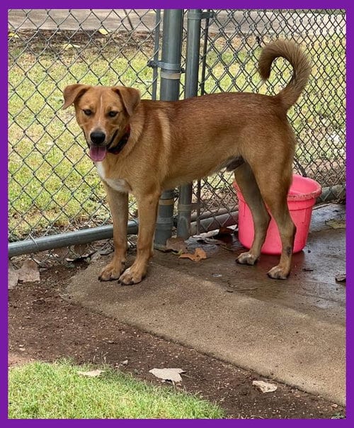 Photo of Dickens, adoptable Labrador Retriever in Granbury, Texas