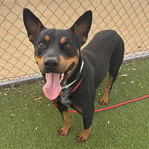 Photo of Java, adoptable Rottweiler in Phoenix, Arizona