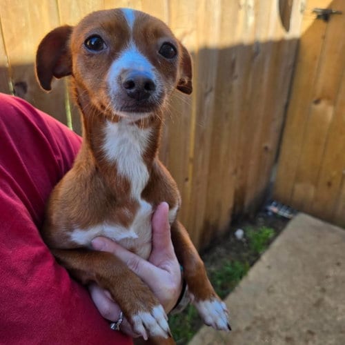 Photo of Amber, adoptable Chihuahua in Canton, Connecticut