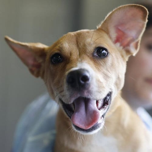 Photo of Fancy, adoptable Terrier in San Antonio, Texas