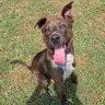 Photo of Colton, adoptable Labrador Retriever in Enfield, Connecticut