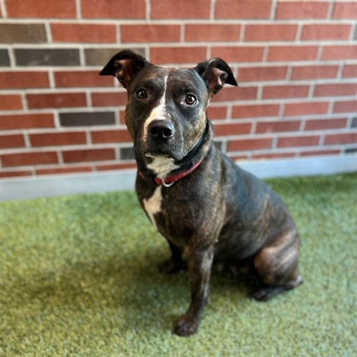 Photo of Malloree, adoptable American Pit Bull Terrier in Edmond, Oklahoma