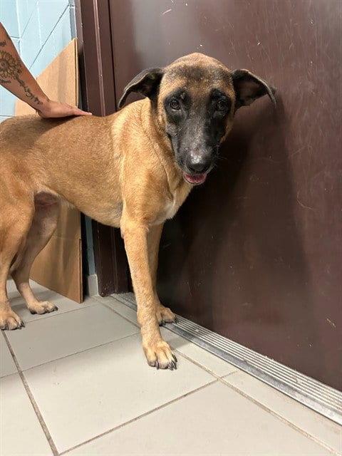 Photo of Blondie, adoptable German Shepherd Dog in Corpus Christi, Texas
