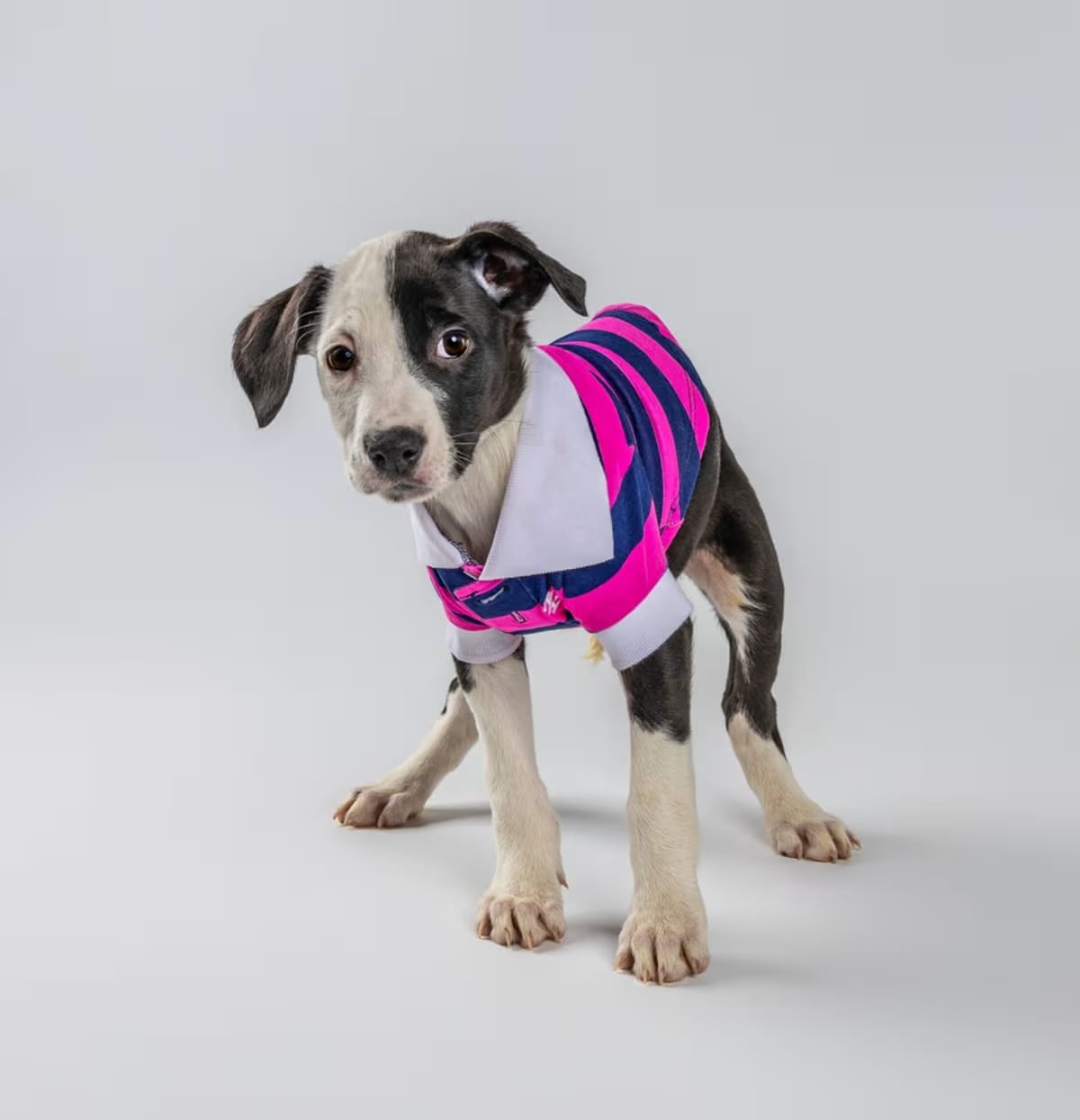 Photo of Wynette, adoptable Labrador Retriever in Wolcott, Connecticut