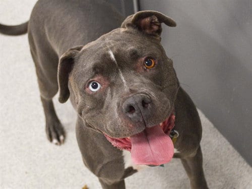 Photo of Mojo, adoptable Pit Bull Terrier in Denver, Colorado