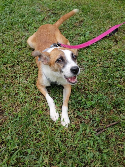 Photo of Sandy, adoptable Jack Russell Terrier in Brick, New Jersey