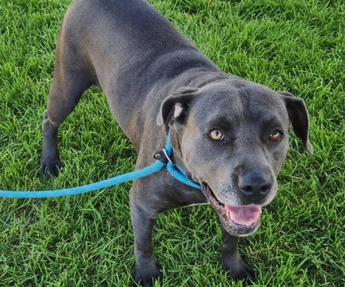 Photo of Ski, adoptable American Pit Bull Terrier in Albuquerque, New Mexico
