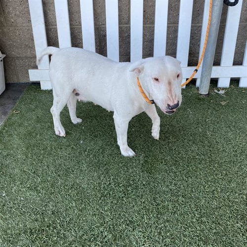 Photo of A614911, adoptable Bull Terrier in Modesto, California