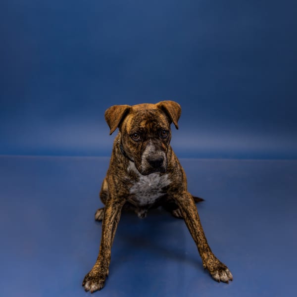 Photo of Roger, adoptable Pit Bull mixed Labrador in Lawrenceville, Georgia