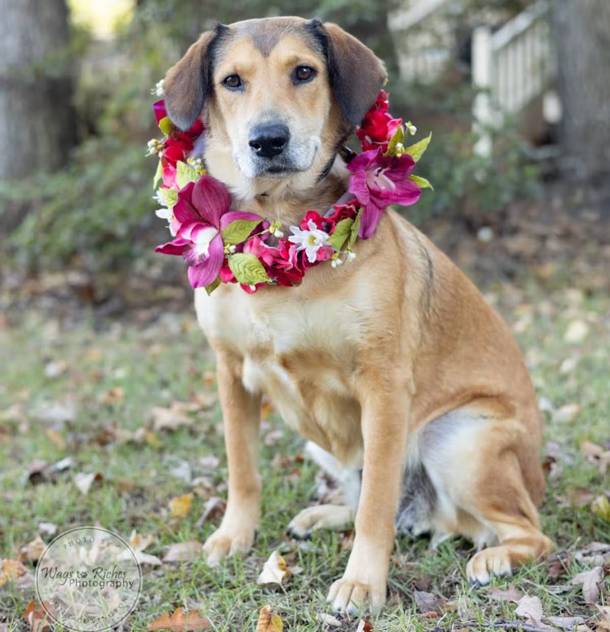 Photo of Luna, adoptable Labrador Retriever Collie in Johnston, Rhode Island