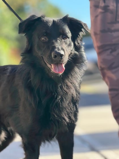 Photo of Duke, adoptable Border Collie mix in Brooklyn, New York
