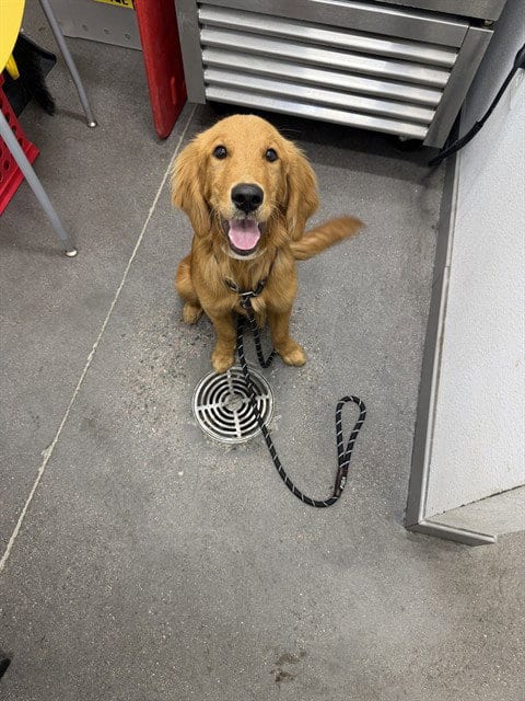 Photo of Goldfish, adoptable Golden Retriever in Mesa, Arizona