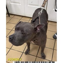 Photo of Eclipse, adoptable Mixed Breed (Medium) in West Palm Beach, Florida