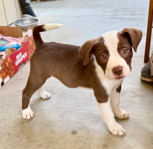 Photo of Frankie, adoptable English Bulldog in Davis, California