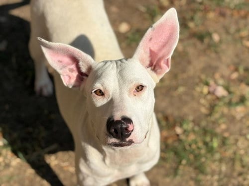 Photo of Queen, adoptable Pit Bull Terrier in Tulsa, Oklahoma