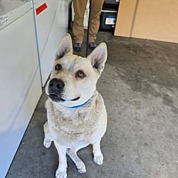 Photo of Ace, adoptable Siberian Husky German Shepherd Dog in Beverly Hills, California