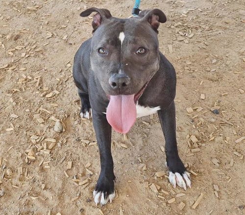 Photo of Dobby, adoptable American Pit Bull Terrier in Albuquerque, New Mexico