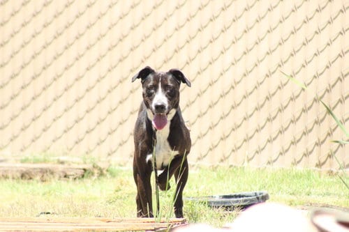 Photo of Topanga, adoptable Pit Bull Terrier in El Centro, California