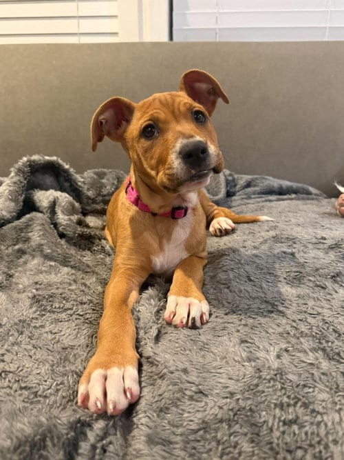 Photo of Hazel, adoptable Unknown breed in Holbrook, New York