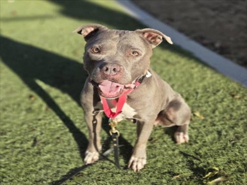 Photo of Elsa, adoptable Pit Bull Terrier in Las Vegas, Nevada