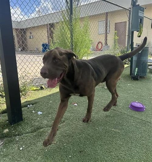 Photo of Logan, adoptable Labrador Retriever in Pasadena, Texas