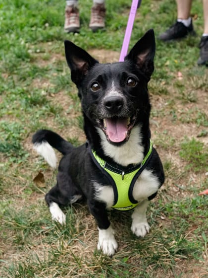 Photo of Smokey, adoptable Terrier, Jack Russell/Mix in Annapolis, Maryland
