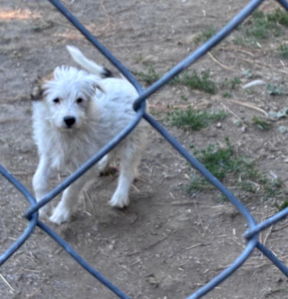 Photo of Fig, adoptable Mixed Breed (Small)/Mixed Breed (Medium) in Tacoma, Washington