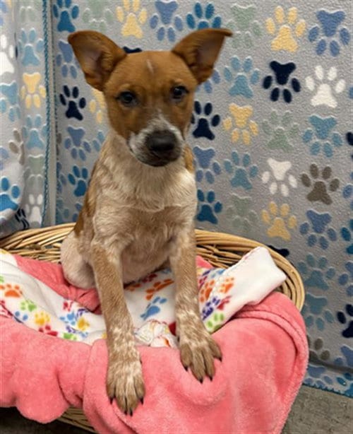Photo of Hekla, adoptable Australian Cattle Dog/Blue Heeler in Rosenberg, Texas