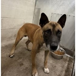 Photo of Hercules, adoptable German Shepherd Dog in San Bernardino, California