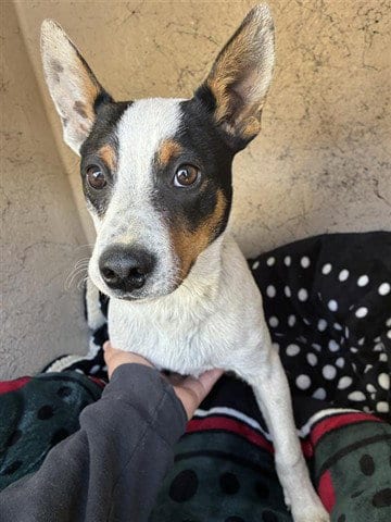 Photo of Cricket, adoptable Australian Cattle Dog/Blue Heeler in Salinas, California