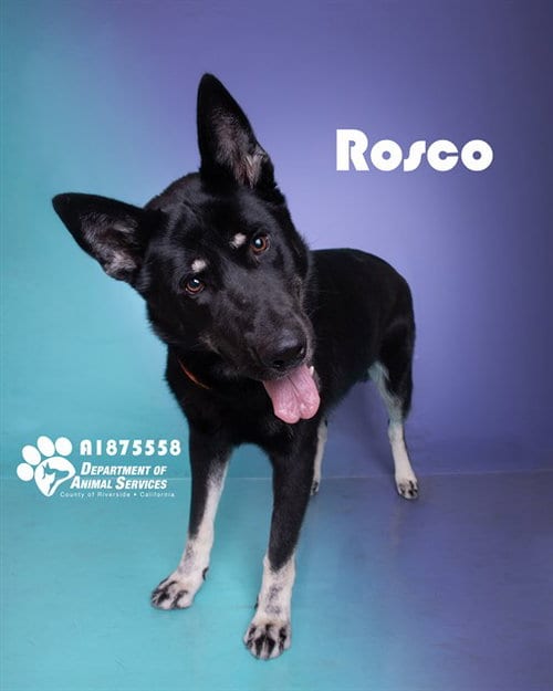 Photo of Rosco, adoptable German Shepherd Dog in Riverside, California