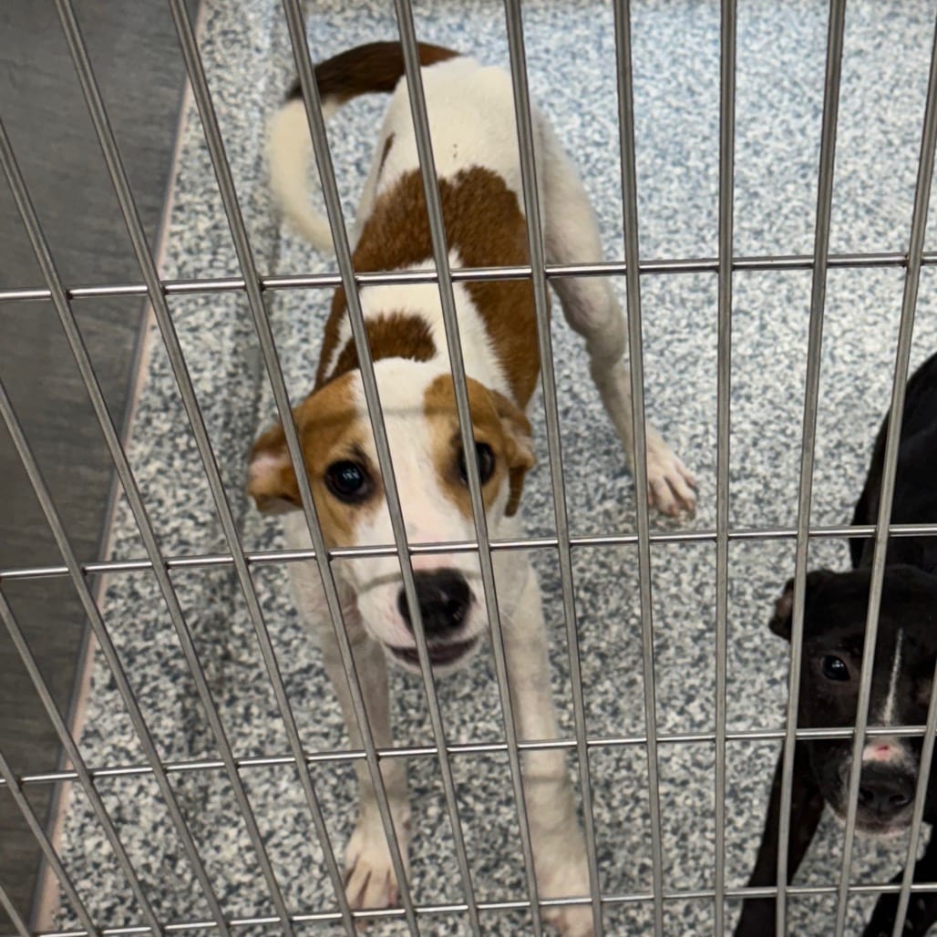 Photo of Miranda, adoptable Terrier, Pit Bull in Jacksonville, North Carolina