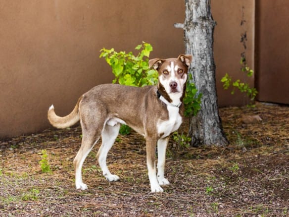 Photo of Grizzly, adoptable Mixed Breed in Santa Fe, New Mexico
